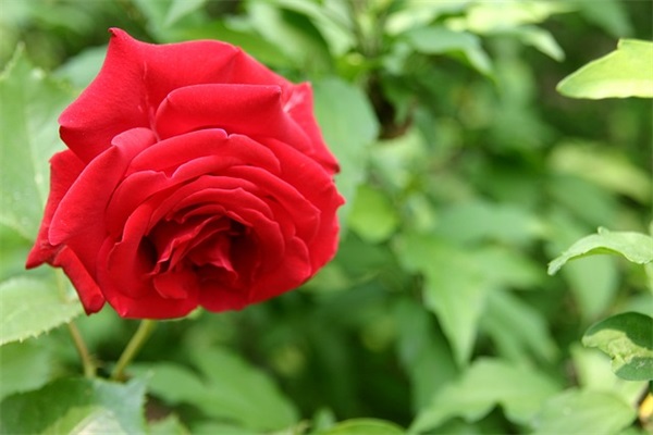 QQ杀马特女生网名