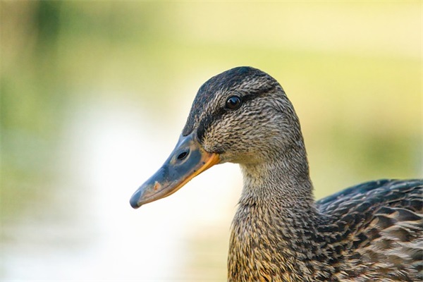 qq网名女生六个字