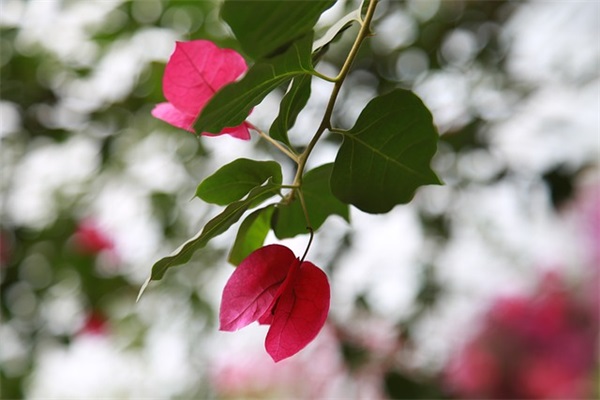 六字以内古风网名女