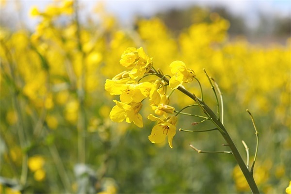 简单成熟稳重的网名女