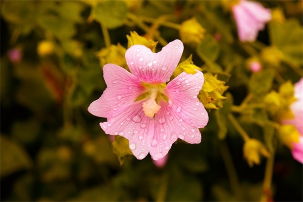 女生网名简单唯美清纯