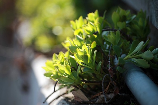 古风的英语网名女生
