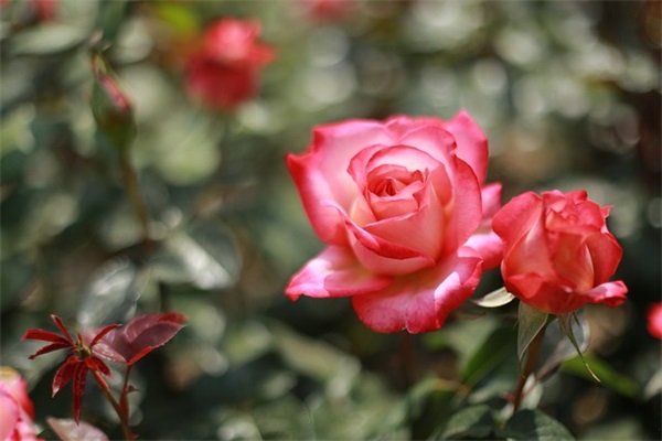 可爱女生网名英文