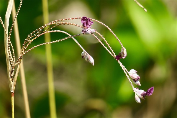 qq女生网名可爱单纯