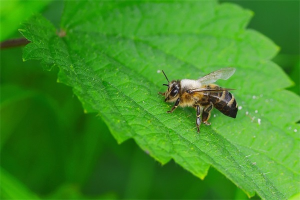 qq网名女四个字
