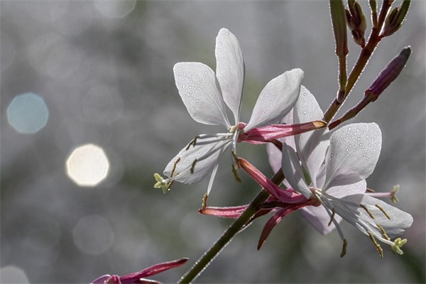 2025年最新皇室战争五字id