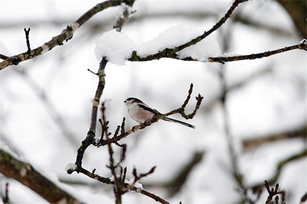 2025年4月热门两个字恐怖老奶奶游戏名字