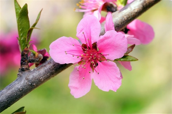 2025年4月最新枪战英雄女孩子好名字