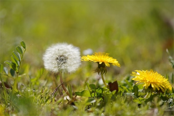 2025最新狼魂五字id