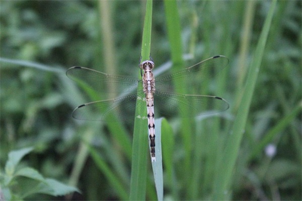 2025热门球球大作战好听女性名字