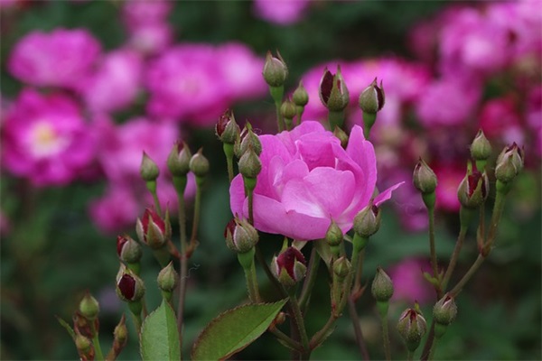 2025年4月发财的热门生死狙击名字可爱的情侣名字