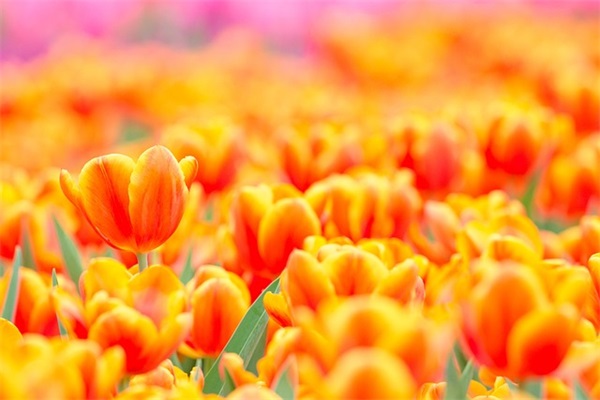 崩坏3游戏游戏名字字2025游戏名字