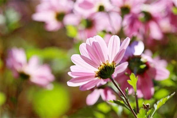 2025年最新奥拉星游戏名字男生非主流带符号