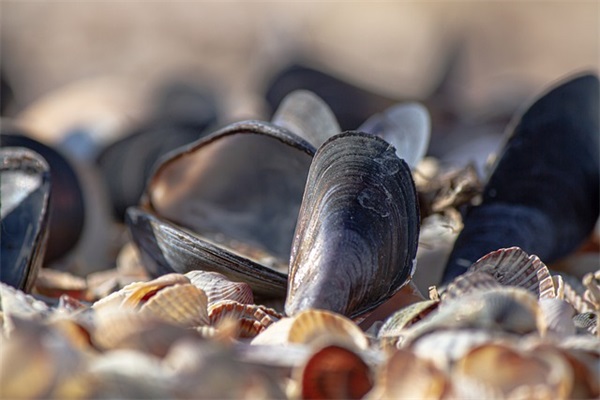 2025年最新武林外传好听的男英文名字