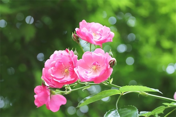 2025球球大作战女性化的名字