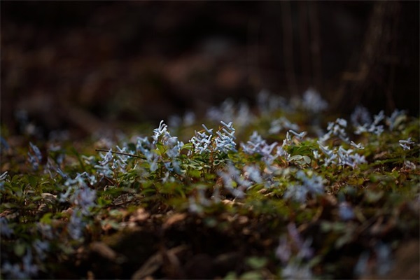 2025和平精英干净简单两字id