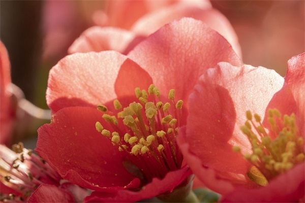 加查俱乐部洋气的男孩名字2025游戏名字