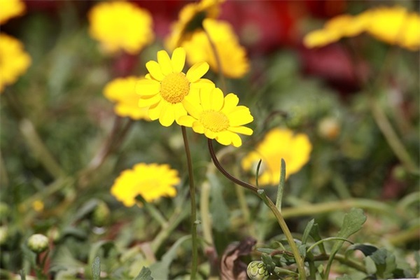 2025战地手游有趣的游戏id