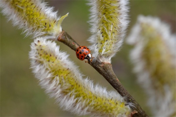 恐怖奶奶2帅气的名字2025