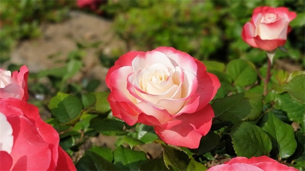 樱花校园模拟器名字女生霸气冷漠2025年游戏名字