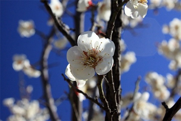 2025年热门战双帕弥什女孩可爱名字