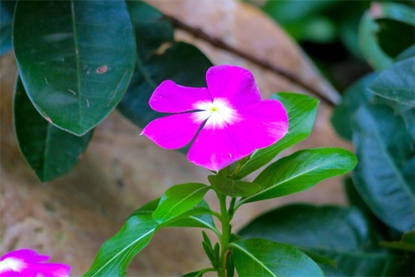 梦幻西游手游名字大全网游情侣名字2025