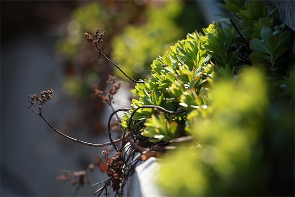 2025最吉利的最新恐怖森林好听7字的id