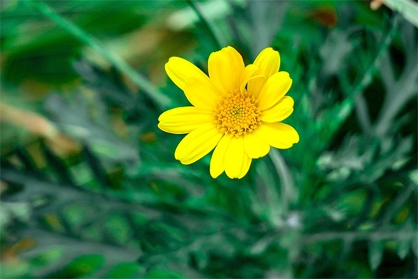 2025年好听的游戏英文昵称