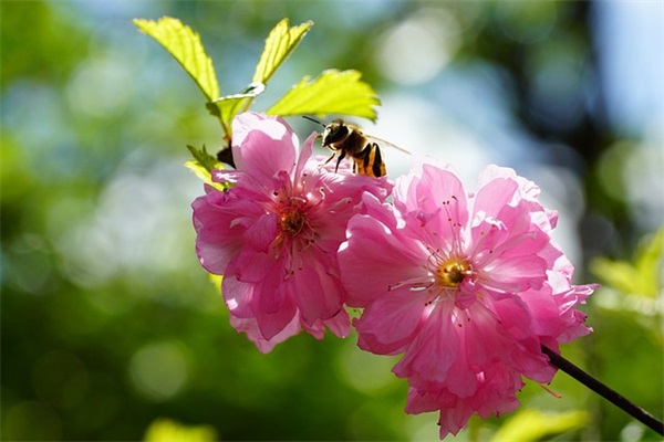 2025云上城之歌家族名字游戏名字情侣