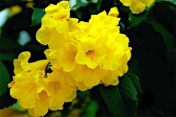 2025年好听的唯美英文游戏名字