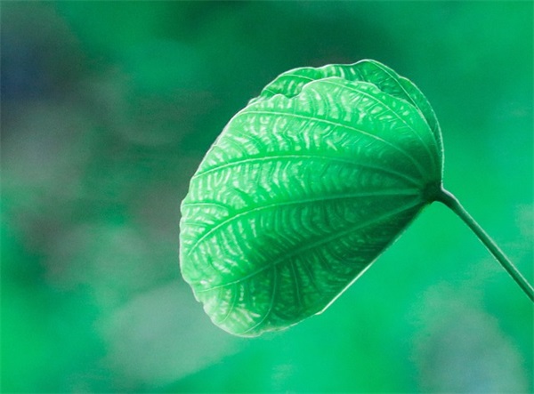 从细胞到奇点五字id2025游戏名字