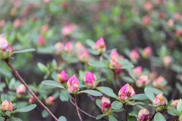 2025奶牛镇的小时光名字大全两个字