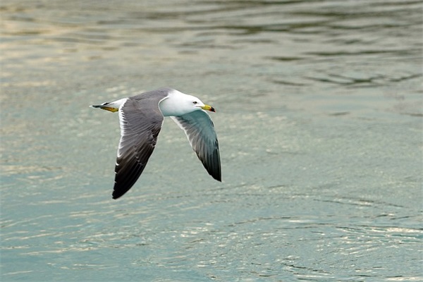 2025比较骚气比较浪的樱花校园名字