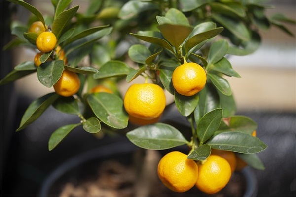 2025年热门西游女儿国女生游戏名字大全霸气