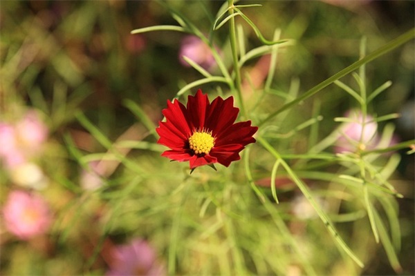 2025年吉利的热门宠物王国外传6字温柔id