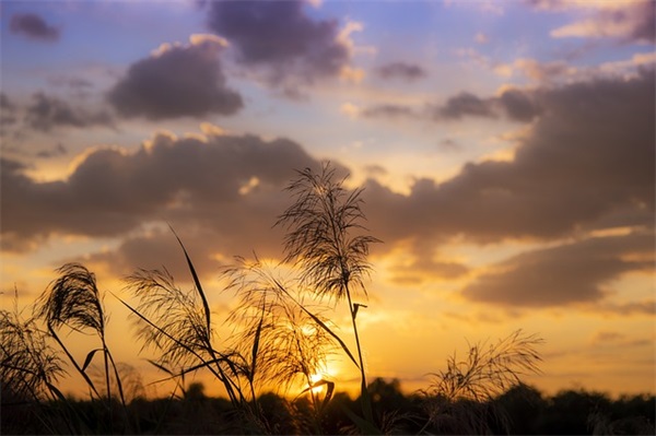 好玩的游戏宠物名字骚气（搞怪好玩的游戏宠物名字）