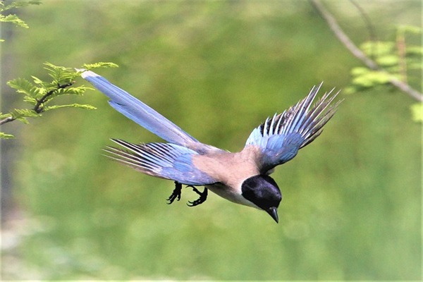 海岛奇兵好听的游戏名字简短好听（搞怪海岛奇兵好听的游戏名字）