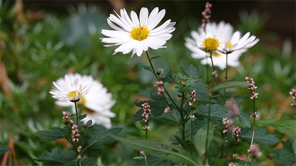 肠粉店怎么取名 肠粉最吸引的店名