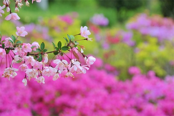 好听的诛仙游戏昵称(优选292个)