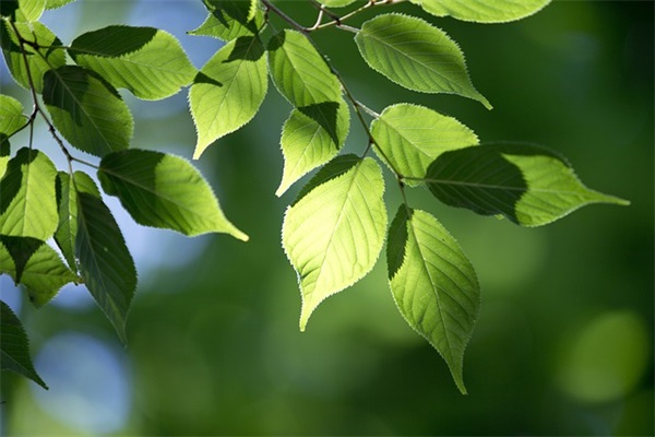 女孩子好听的英文qq网名（女孩子英文名字和寓意）