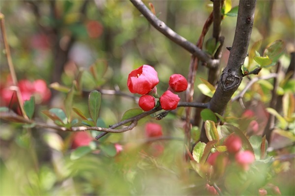 篮球游戏名字大全霸气英文（超拽的英文游戏网名）