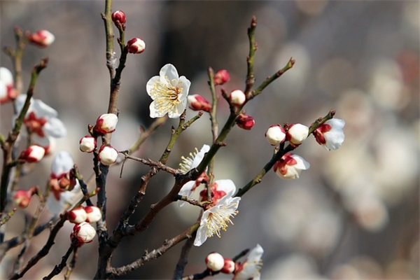带有d和s的英文名字（带有dsl的英文名）