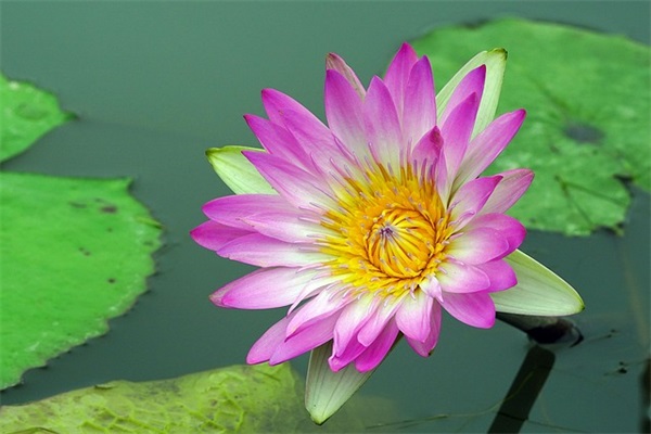 喷火龙的英文名（驯龙高手英文名）