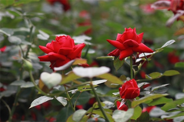 好听的英文名d开头（冷门好听的女生英文名）