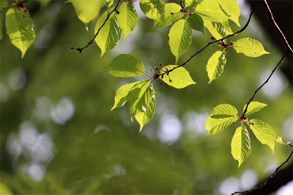 带篮球的网名女温柔英文