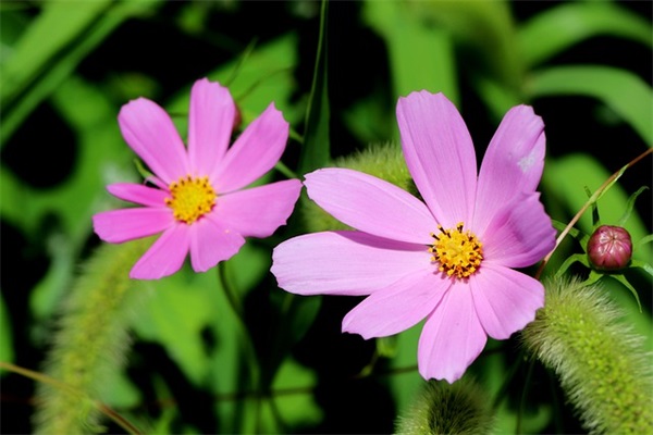 带公子两字拽的网名