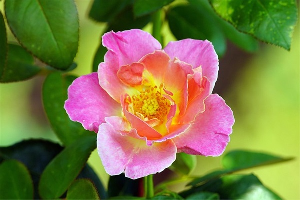 带海的五子网名