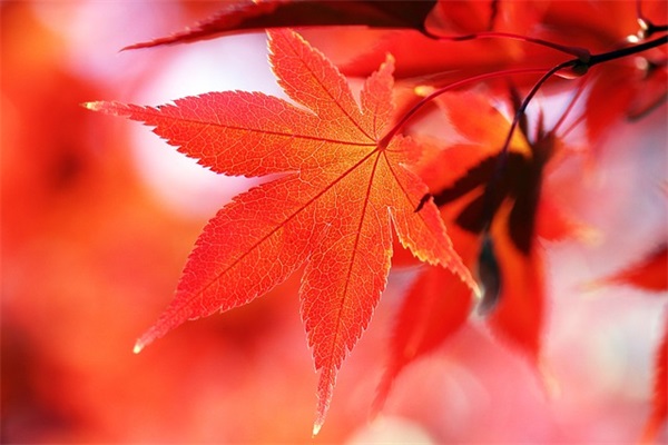 带红心的符号花式网名