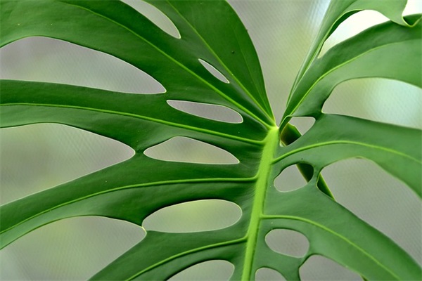 带精灵的网名女生温柔可爱