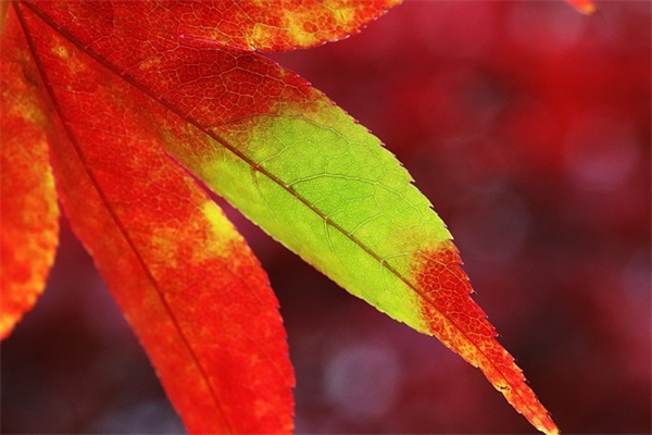 带云和萍字的情侣网名